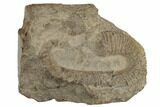 Heteromorph (Acrioceras) Ammonite - Russia #189660-1